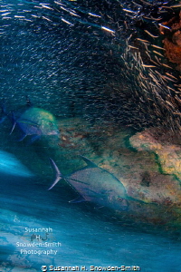 "Chase or Evade"
Jacks chase silversides as they blur in... by Susannah H. Snowden-Smith 